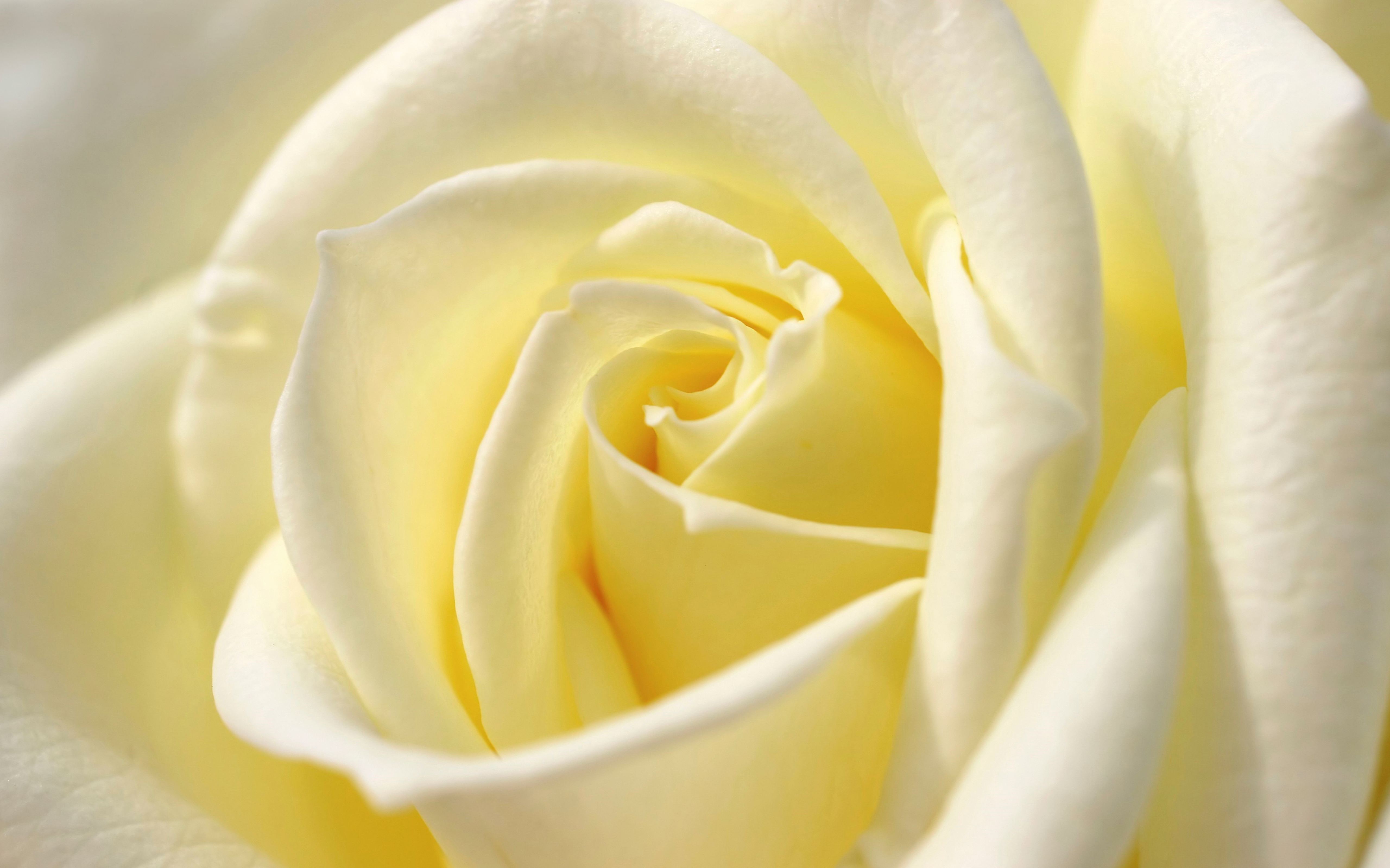 https://arquimedia.s3.amazonaws.com/27/anecdotas/white-rose-blossom-widejpg.jpg
