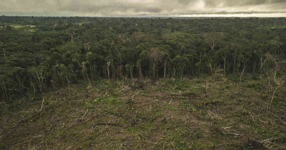https://arquimedia.s3.amazonaws.com/375/vicaria/deforestacionjpg.jpg