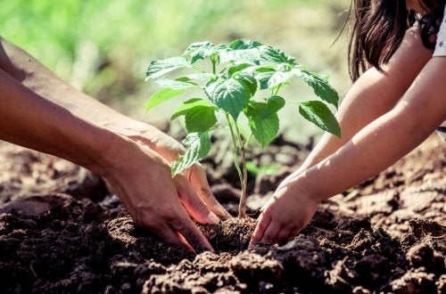https://arquimedia.s3.amazonaws.com/375/confirmaciones/consejos-para-plantar-arbol-500x330jpg.jpg